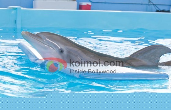 Dolphin Tale Movie Stills