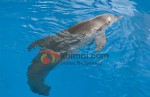Dolphin Tale Movie Stills