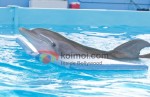 Dolphin Tale Movie Stills