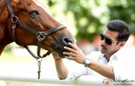 Salman Khan poses with a horse in Dabangg 2 in Dabangg 2 Movie Stills
