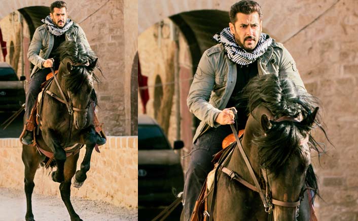 Tiger hunts on a horseback in Morocco!