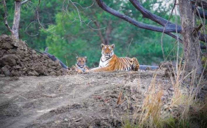 Raveena Tandon's wildlife photography to be exhibited