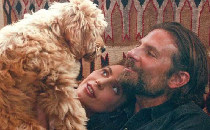 Bradley Cooper wins award for directing his dog