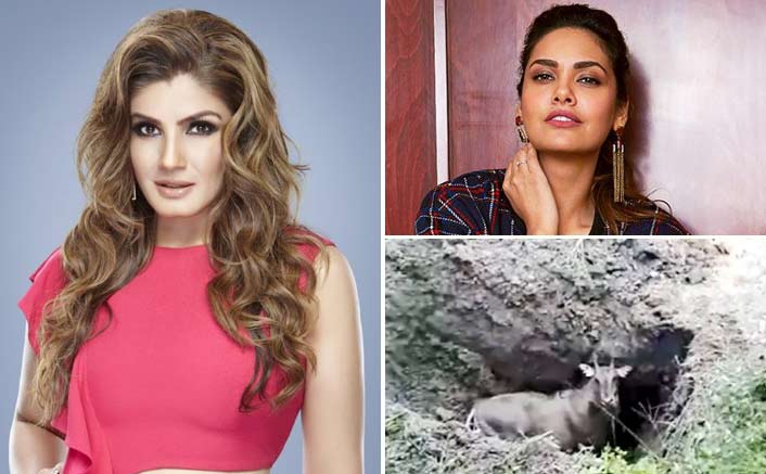 B-Town protests brutal nilgai killing in Bihar