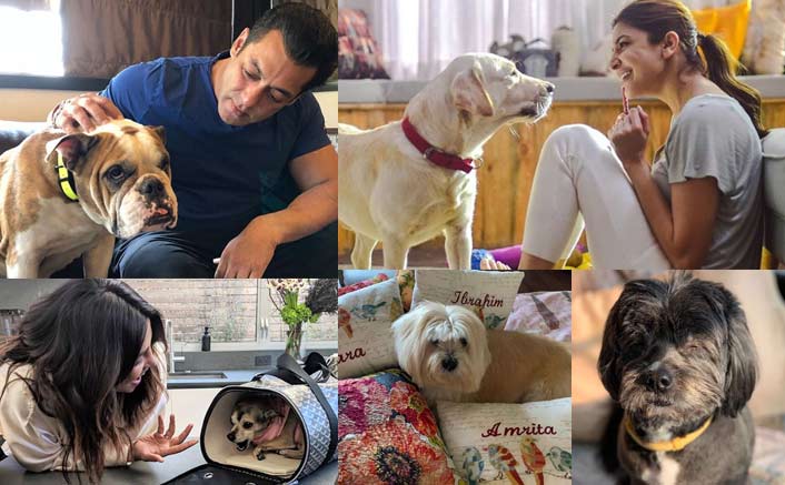 Bollywood Celebrities & Their Pooch N Paws!