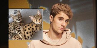 PETA slammed newly married Justin Bieber for buying exotic cats for $35K