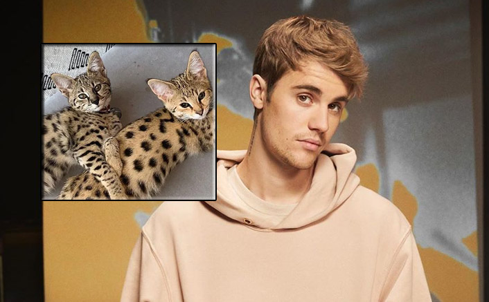 PETA SLAMS Singer Justin Bieber For Buying Exotic Cats Worth $35K