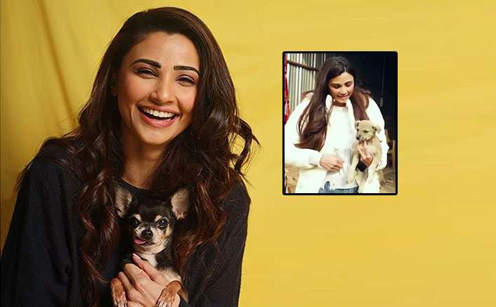 Daisy Shah rescues a puppy in distress