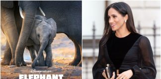 CONFIRMED! Meghan Markle To Narrate Disneynature's Elephant On Disney Plus, Trailer & Release Date Out