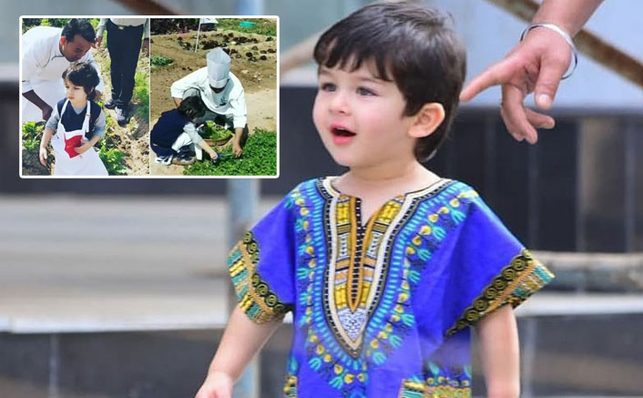 Taimur Ali Khan picks organic veggies at a farm