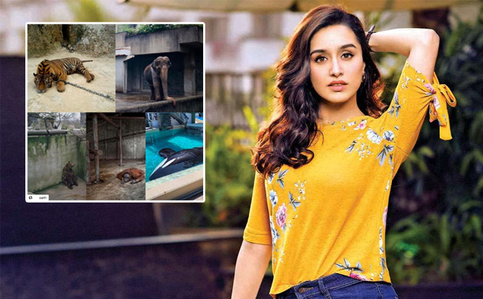 Shraddha Kapoor Creates Awareness About Animal Well-Being In These Tough Times & We Respect The 'Stree' Even More