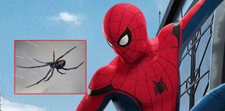 3 Brothers From Bolivia Let Highly Venomous Black Widow Bite Them In Hope Of Getting Superpowers Like Spiderman
