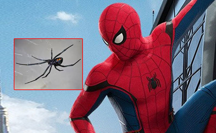 3 Brothers From Bolivia Let Highly Venomous Black Widow Bite Them In Hope Of Getting Superpowers Like Spiderman