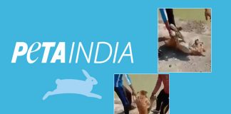 FIR Lodged Against TikTok Users For Throwing A Dog Into A Pound!