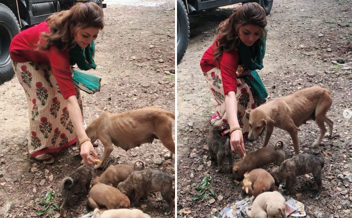 Urvashi Rautela Requests Animal Lovers To Take Care Of Dogs Who Are Starving To Death Amid Pandemic