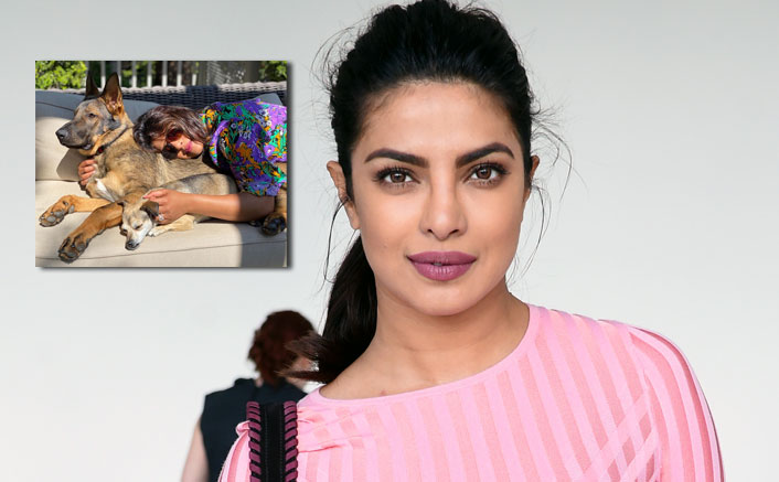 Priyanka Chopra's Pic Full Of Sunshine With Her Doggos Will Wipe Away Your Lockdown Blues