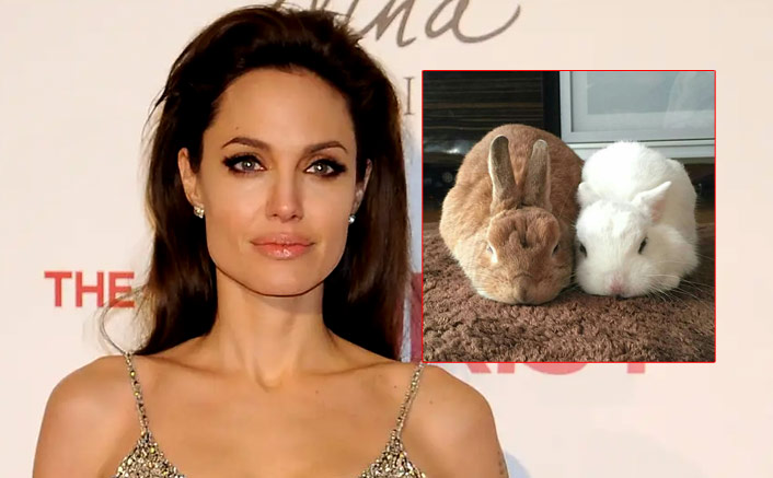 Angelina Jolie Welcomes TWO New Members In The Family, Can Y’all Guess Them?