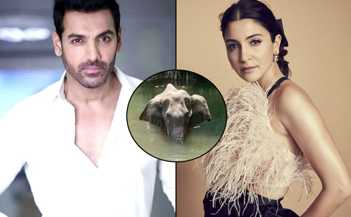 From Anushka Sharma To John Abraham, Bollywood Celebs Express Their Anger Over Brutal Killing Of A Pregnant Elephant In Kerala