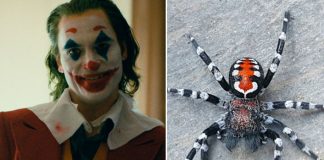 After Joaquin Phoenix's Joker Avatar Inspires Scientists To Name New Spider Specie, Here's How Twitterati Reacted