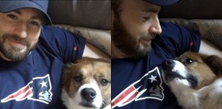 Chris Evans Asks Pet Dodger If He's Ready For Hip Surgery & The Doggo's Reaction Is Adorable, WATCH