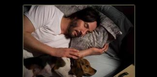 John Wick: Wondering Where Keanu Reeves's Adorable Furry Co-star 'Daisy' The Beagle Is? Check Out