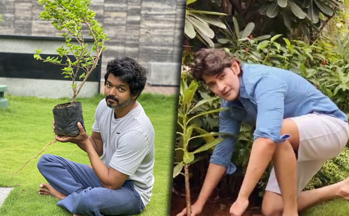 Actor Vijay Takes Up Mahesh Babu's Green India Challenge & Plants A Sapling(Pic credit: Twitter/Vijay, Mahesh Babu)
