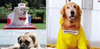International Dog Day: From Tuffy To Entertainment & Pluto, These Doggies Played An Important Role In The Narrative