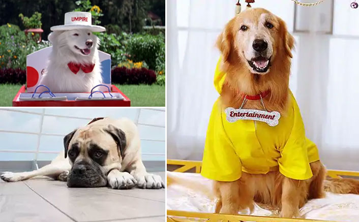 International Dog Day: From Tuffy To Entertainment & Pluto, These 'Filmy'  Doggies Played An Important Role In The Narrative