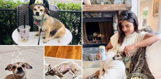 Priyanka Chopra's Pet Diana Is An Instagram Princess & Here's All You Need To Know About The Cute Pup - CELEBRITY PALS!