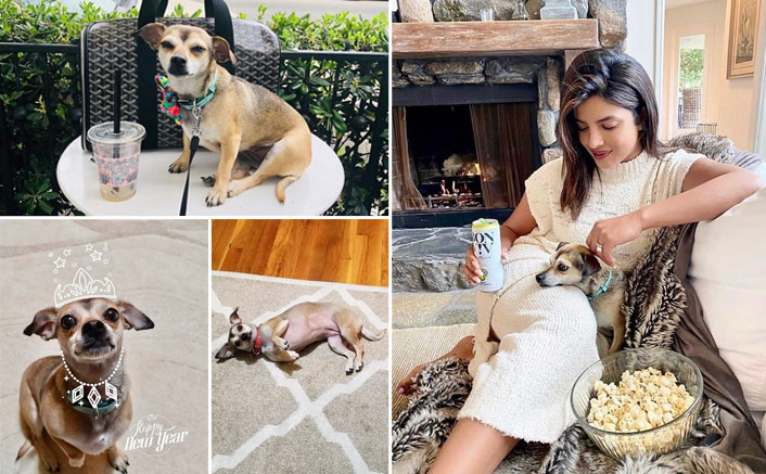 Is Priyanka Chopra's Dog the Most Fashionable Pet in Hollywood