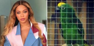 Singing Parrot Who Entertains People With Beyonce's Songs At Wildlife Park Goes Viral, Watch Video!