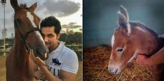 It's a baby girl 'Hope' for Randeep Hooda's horse 'Dream Girl'!