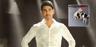 Mahesh Babu, Adivi Sesh's furry friends steal the limelight