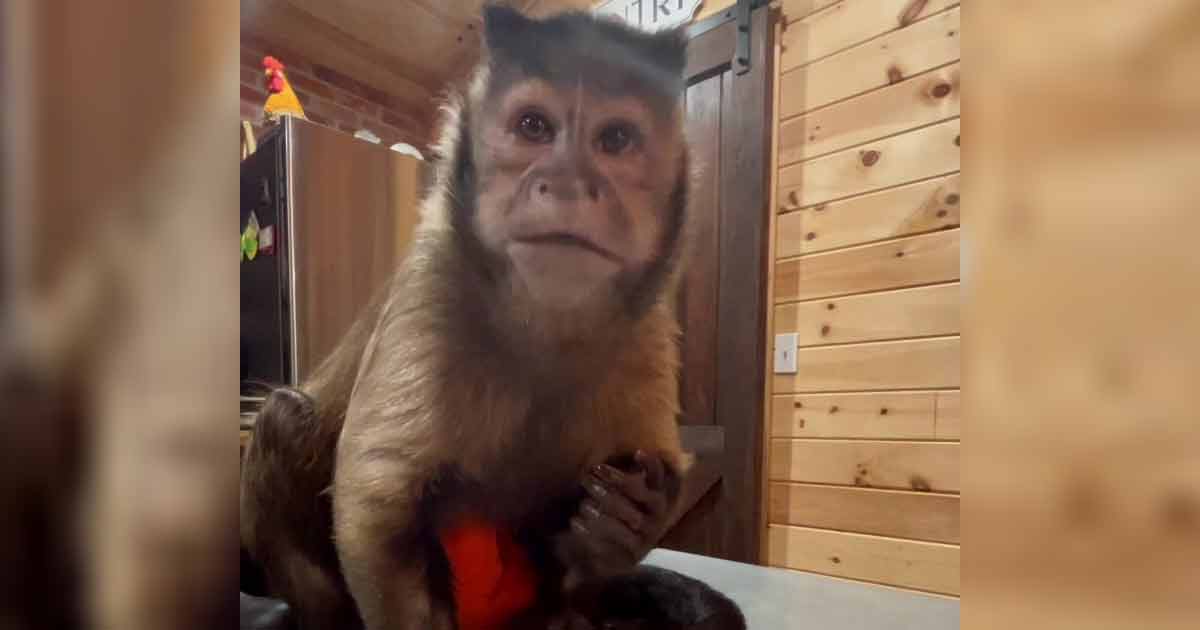 George – The Black Capuchin Monkey TikTok Star Is No More, fans are devastated