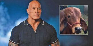 Dwayne Johnson: 0 - Cow: 1, Here's How 'The Rock' Reacted To A Viral Video Of Cow Doing His Iconic 'Eyebrow Raising' Expression - See Video