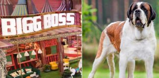 Doghouse! 'Bigg Boss 16' house to have a new member - a St Bernard