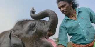 NETFLIX’S ELEPHANT WHISPERERS SHORTLISTED FOR THE 95TH OSCARS