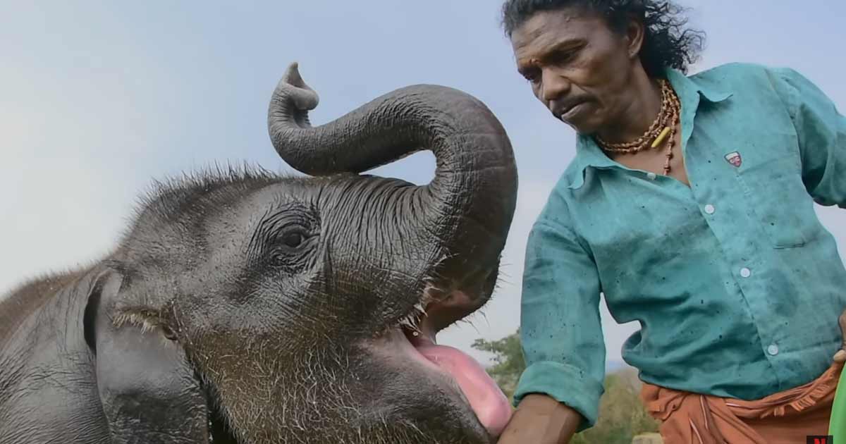 Oscar-nominated documentary The Elephant Whisperers is cuteness unlimited