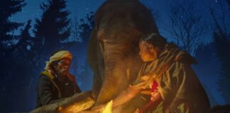 95th Oscar Nominations: 'The Elephant Whisperer' makes it to Short Film list