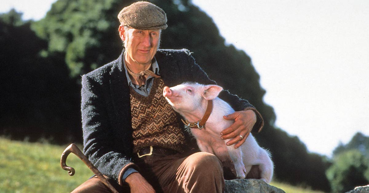 Succession Fame James Cromwell Rescues A Piglet From Going To Slaughterhouse After He Fells From The Truck