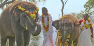 Goa Environmental Film Festival to open with 'The Elephant Whisperers'