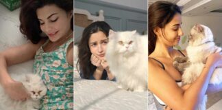 Catwomen: Alia isn't the only Bollywood celeb in love with furry felines