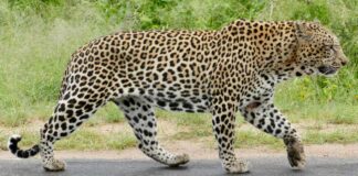 Leopard drops in on tele-serial set in Film City, scoots with a dog