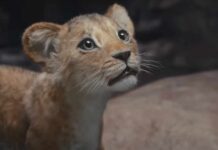 Mufasa: The Lion King North America Box Office: Suffers A Significant Loss Of Screens Due To Its OTT Release