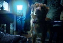 New Horror Release On Prime Has A Perfect Score & An Unforgettable Lead With Four Legs