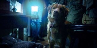 New Horror Release On Prime Has A Perfect Score & An Unforgettable Lead With Four Legs