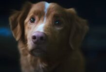Upcoming Horror movie Good Boy