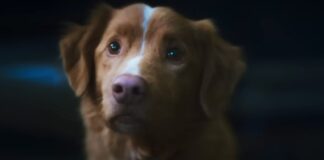 Upcoming Horror movie Good Boy