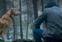 Good Boy North America Box Office