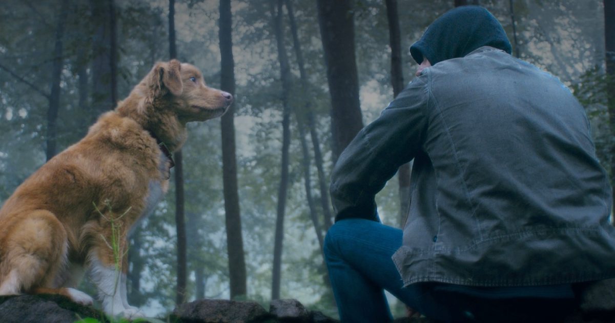 Good Boy North America Box Office